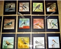 082 Oiseaux (24x30)